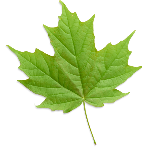 Maple leaf